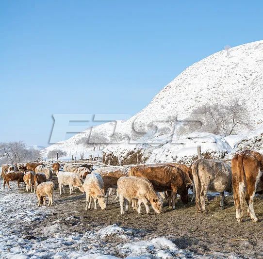 寒潮来袭，畜牧业如何应对？农村农业农村部发来指导(图2)