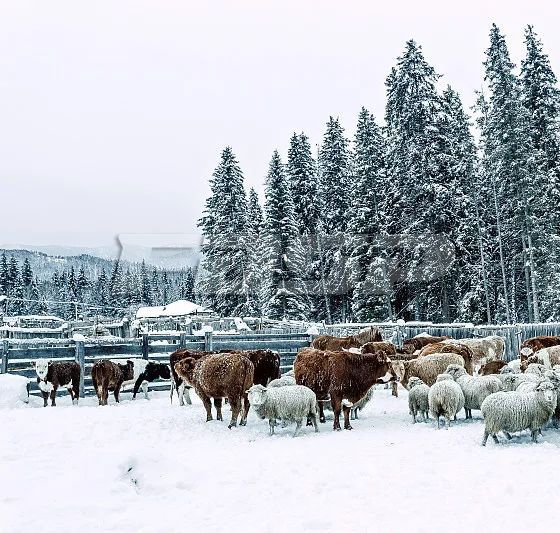 寒潮来袭，畜牧业如何应对？农村农业农村部发来指导(图5)